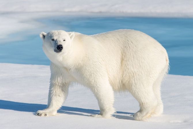 Svalbard