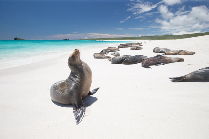 Galapagos