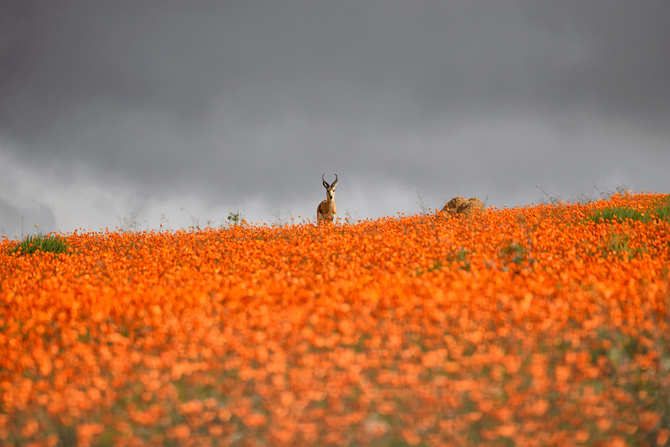 Namaqualand