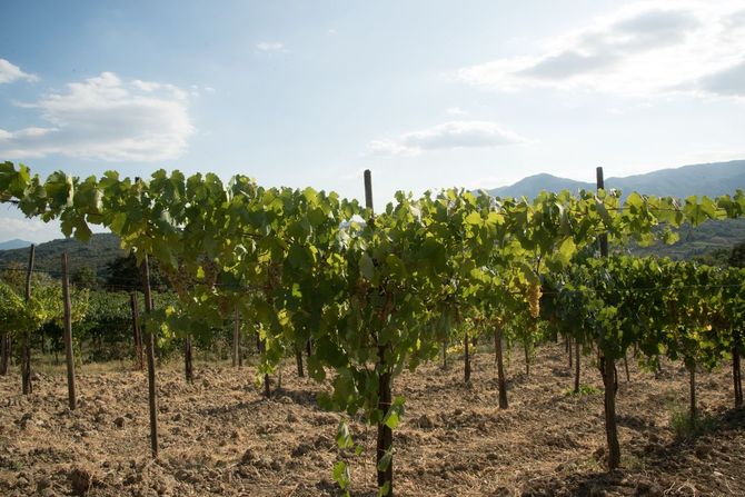 Pranzo e degustazione di vini biologici del Vesuvio