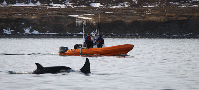 Studiare il comportamento delle balene killer