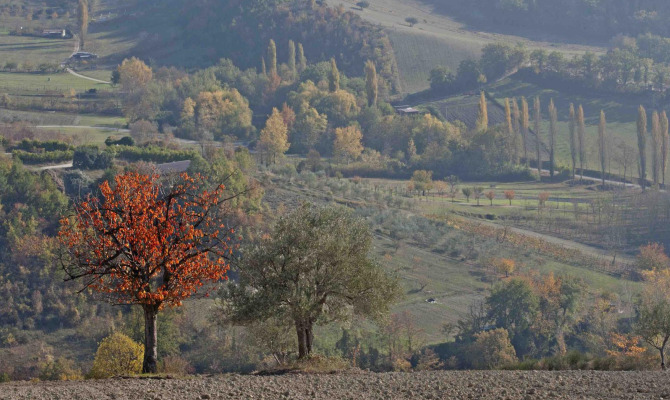la cerreta più grande d’Europa