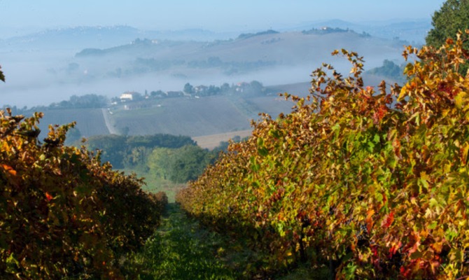 vigneto