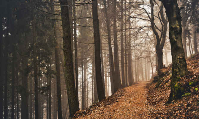 alberi in un bosco