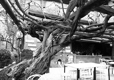 Ristoro all&amp;#39;ombra di un Glicine
