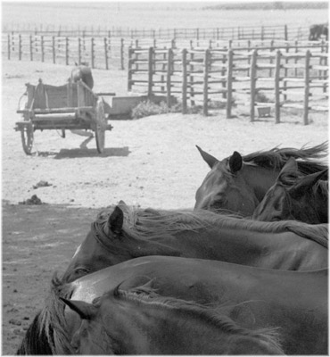 Maremma