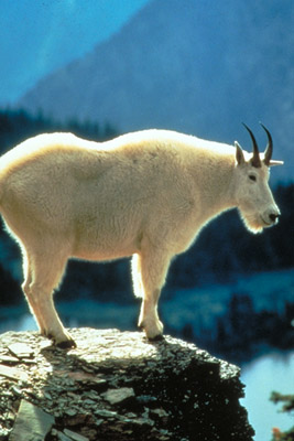 Rocky Mountain
