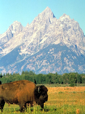 Rocky Mountain