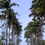 Barbados