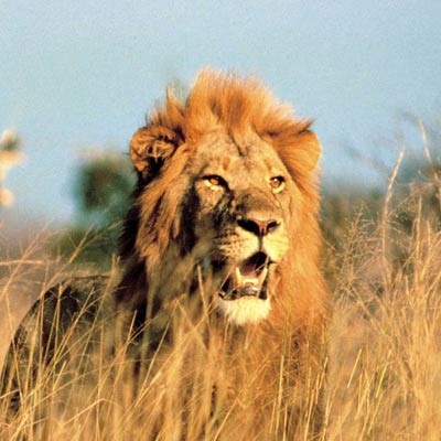 South Africa