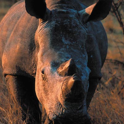 South Africa
