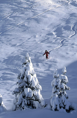 Trentino