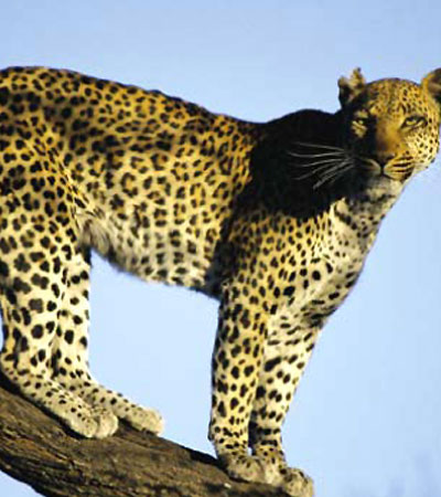 Kenya
