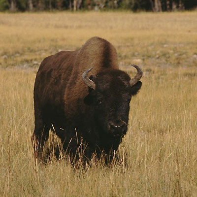Wyoming