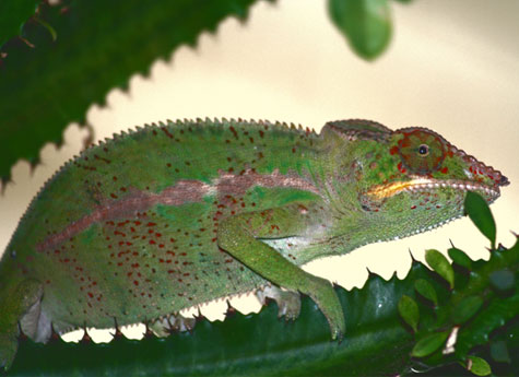 Madagascar