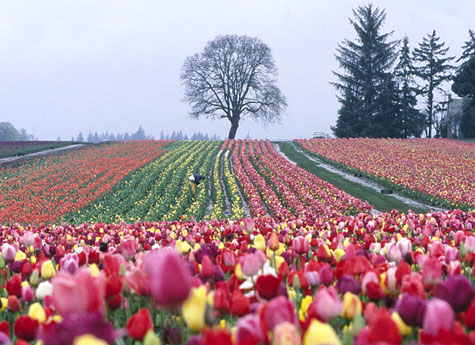 Oregon