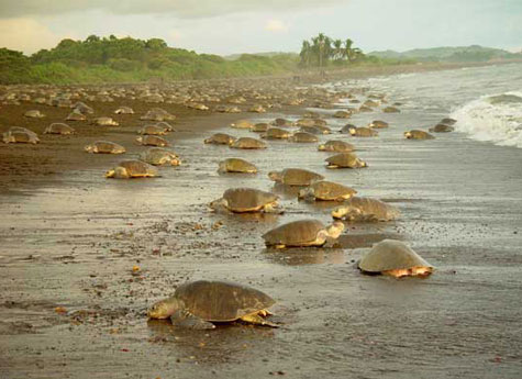 Costa Rica