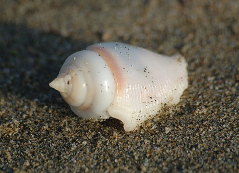 Egitto