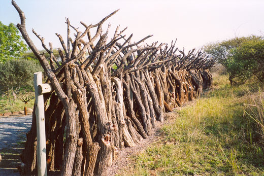 Sudafrica 2