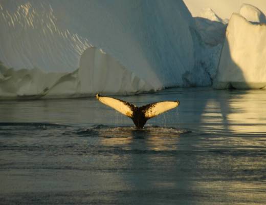 Disko Bay Groenalndia