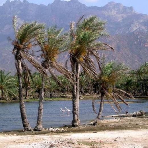 Yemen isola di Socotra