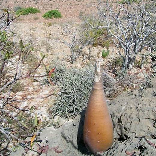 Yemen isola di Socotra