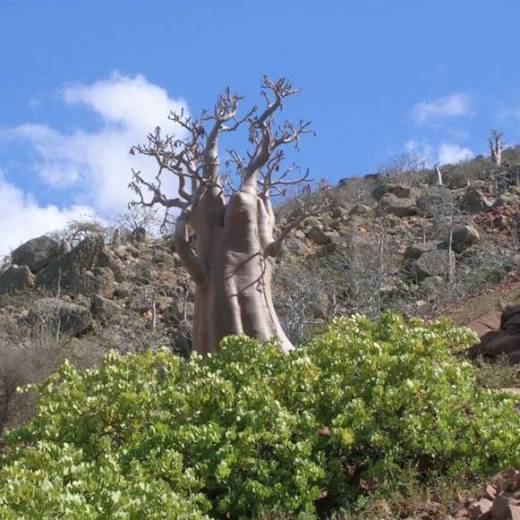 Yemen isola di Socotra