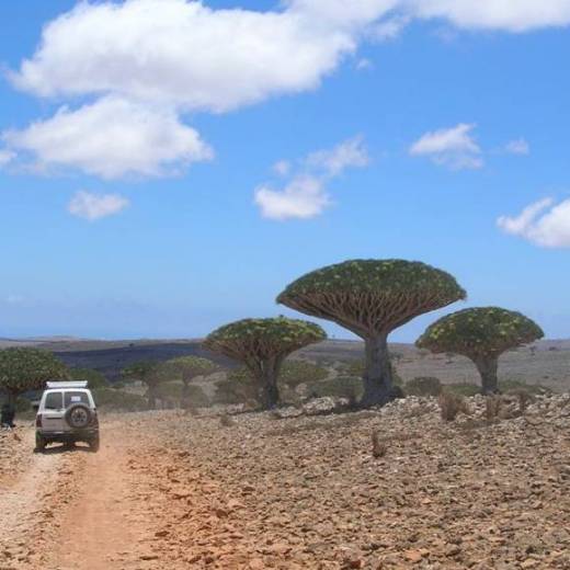 Yemen isola di Socotra