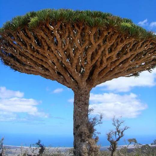 Yemen isola di Socotra
