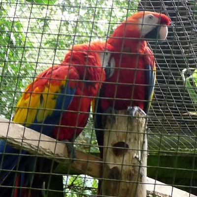 Guadalupa la farfalla dei Caraibi