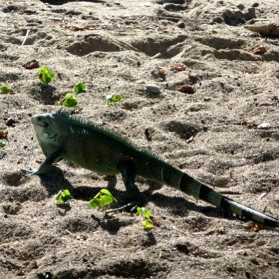 Guadalupa la farfalla dei Caraibi