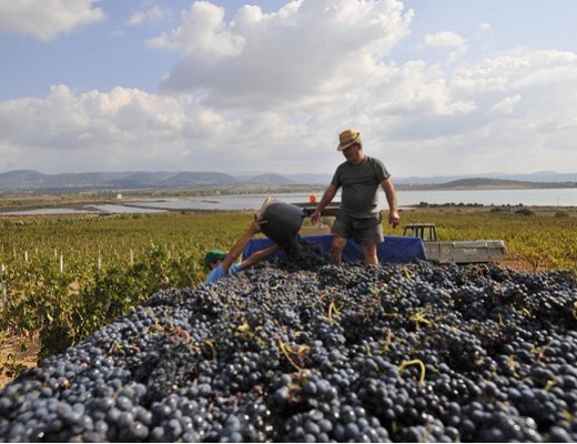 Sulcis Iglesiente e la strada del vino