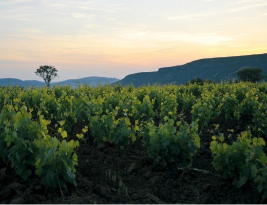 Sulcis Iglesiente e la strada del vino