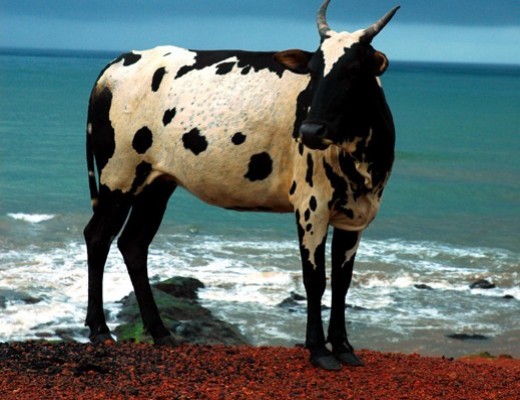 India Goa e le sue spiagge