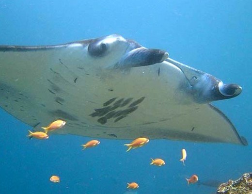 Maldive isole e atolli da sogno