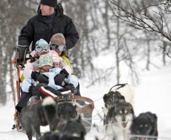 Svezia dog sled tour