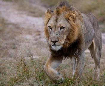 Sudafrica Sabi Sabi natura di lusso