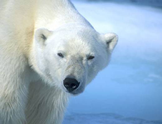 Emozioni artiche nel Nordland norvegese