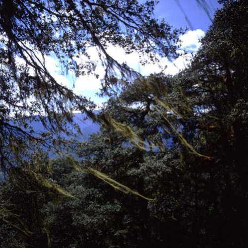 Bhutan foreste