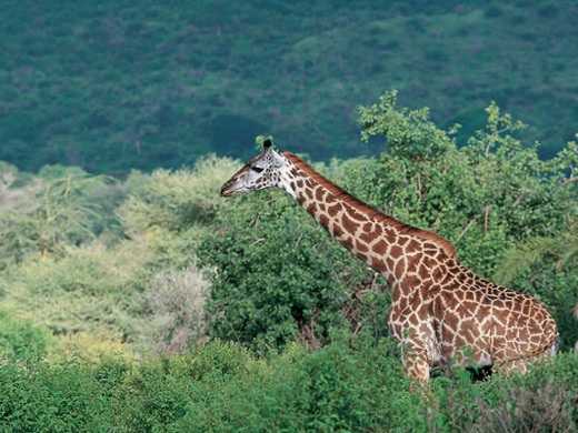 Tanzania