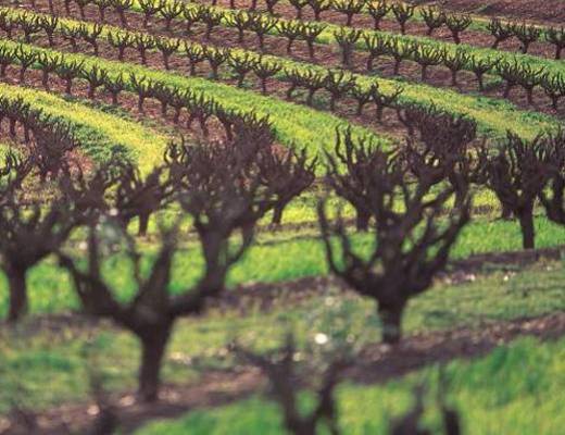 Top Wine Destinations &amp;#45; Dove il mondo &amp;#232; diVino