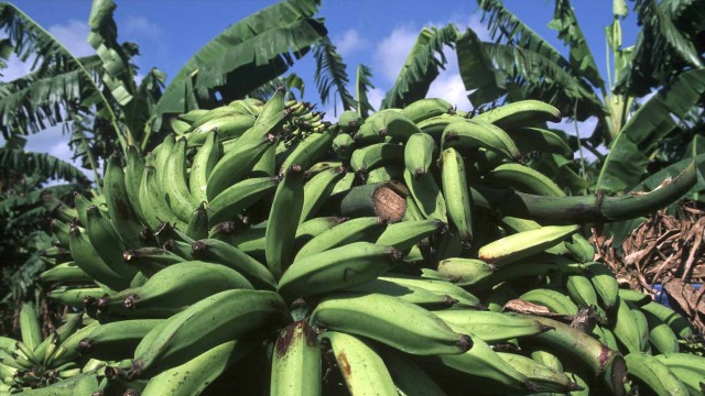 Albero di banane