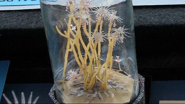 Meduse in vetro, Mus&amp;#233;e Redpath