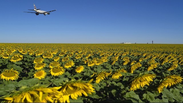 Campo di girasoli