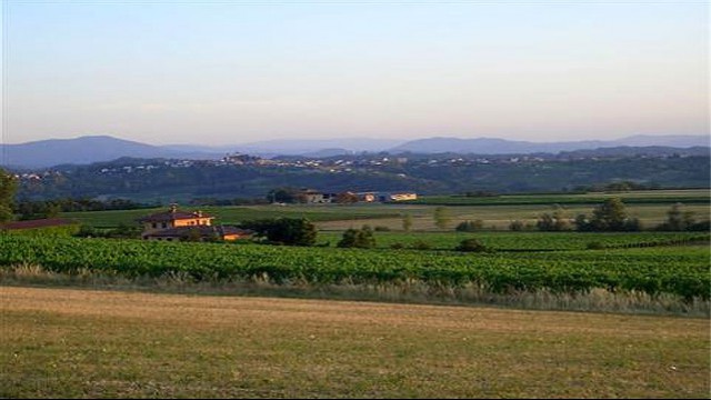 Vigne Marchese Luca Spinola