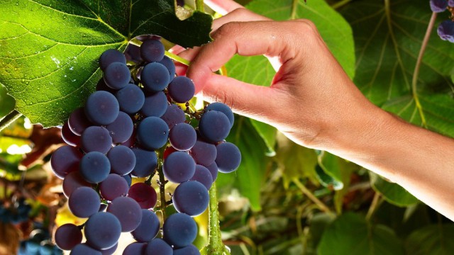 Grappolo d&amp;#39;uva