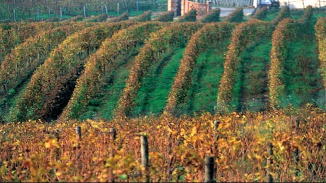 Vigneti del Gavi