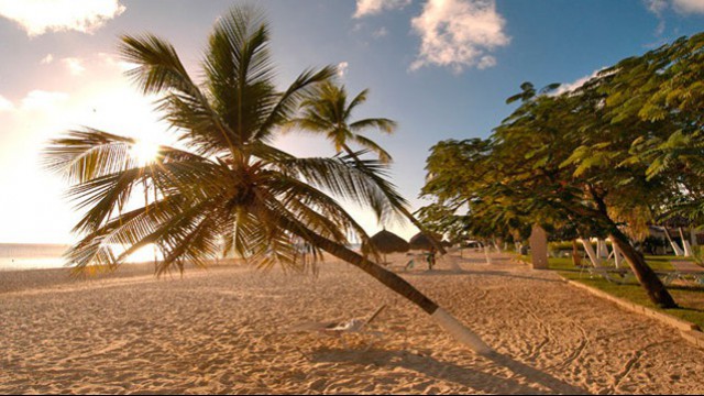 Alberi divi divi sulla spiaggia