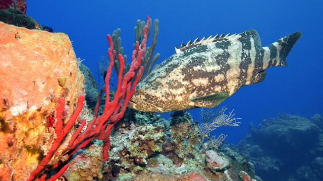 Reef del Bloody Bay Wall, Little Cayman