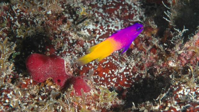 Reef sottomarino